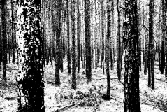 Muster-Strukturen9